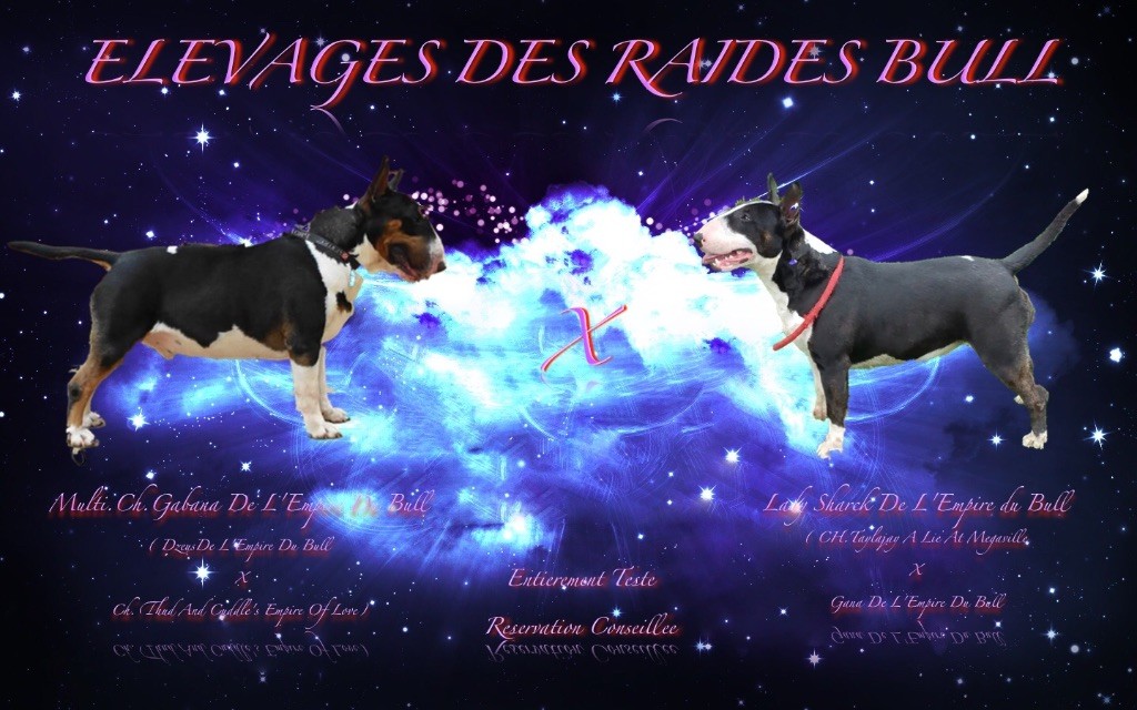 Nouvelle portée Des Raides Bull