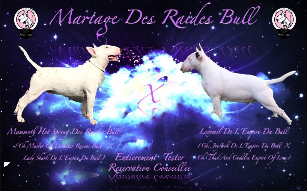 Baby Des Raides Bull