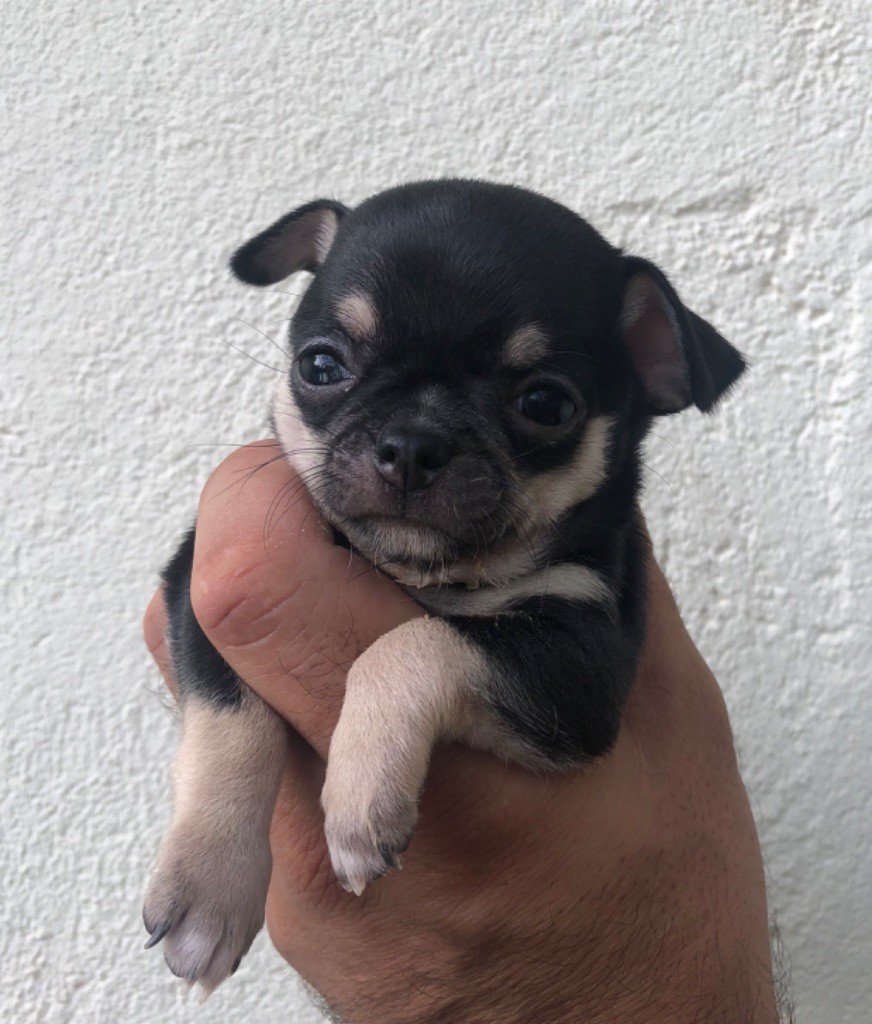 Des Raides Bull - Chiots disponibles - Chihuahua